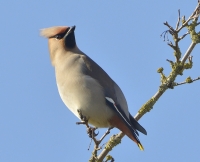 Filename=Pestvogel 5316.JPG
Filesize=271KB
Dimensions=1100x892
Date added=Feb 18, 2015 Pestvogel 5316.JPG