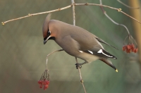 Filename=Pestvogel 5392.JPG
Filesize=290KB
Dimensions=1100x727
Date added=Feb 18, 2015 Pestvogel 5392.JPG