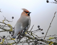 Filename=Pestvogel 6778.jpg
Filesize=136KB
Dimensions=800x640
Date added=Dec 29, 2011 Pestvogel 6778.jpg