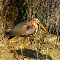 Filename=Purperreiger (1).JPG
Filesize=261KB
Dimensions=700x699
Date added=May 23, 2011 Purperreiger (1).JPG