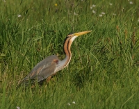 Filename=Purperreiger 0477.JPG
Filesize=287KB
Dimensions=1000x787
Date added=May 05, 2015 Purperreiger 0477.JPG