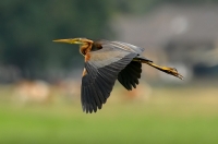 Filename=Purperreiger.jpg
Filesize=108KB
Dimensions=1093x723
Date added=Jun 24, 2011 Purperreiger.jpg