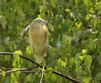 Filename=Ralreiger 2.JPG
Filesize=251KB
Dimensions=900x745
Date added=Jun 03, 2015 Ralreiger 2.JPG