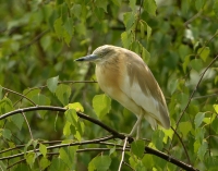 Filename=Ralreiger 2217.JPG
Filesize=299KB
Dimensions=1000x786
Date added=Jun 03, 2015 Ralreiger 2217.JPG