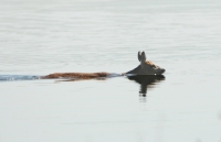 Filename=Ree 2723.JPG
Filesize=249KB
Dimensions=900x581
Date added=May 20, 2014 Ree 2723.JPG
