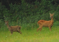 Filename=Ree 5766.JPG
Filesize=244KB
Dimensions=900x641
Date added=Oct 07, 2014 Ree 5766.JPG