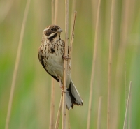 Filename=Rietgors 3519 (2).JPG
Filesize=250KB
Dimensions=800x743
Date added=May 26, 2014 Rietgors 3519 (2).JPG