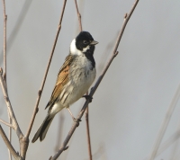 Filename=Rietgors 7451.JPG
Filesize=271KB
Dimensions=900x803
Date added=Apr 13, 2015 Rietgors 7451.JPG