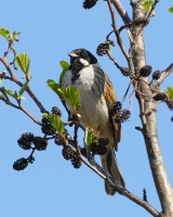 Filename=Rietgors.JPG
Filesize=254KB
Dimensions=560x700
Date added=Apr 11, 2011 Rietgors.JPG