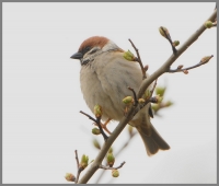 Filename=Ringmus 9557.JPG
Filesize=253KB
Dimensions=1100x939
Date added=Apr 03, 2015 Ringmus 9557.JPG