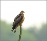 Filename=Rode wouw 2926.JPG
Filesize=234KB
Dimensions=816x716
Date added=May 20, 2014 Rode wouw 2926.JPG