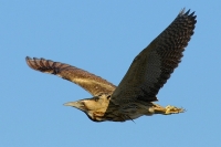 Filename=Roerdomp (10).JPG
Filesize=97KB
Dimensions=900x600
Date added=Jun 01, 2011 Roerdomp (10).JPG