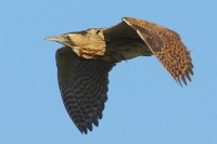 Filename=Roerdomp (11).JPG
Filesize=141KB
Dimensions=900x599
Date added=Jun 01, 2011 Roerdomp (11).JPG