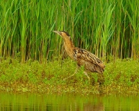 Filename=Roerdomp (6).JPG
Filesize=224KB
Dimensions=700x561
Date added=May 27, 2011 Roerdomp (6).JPG
