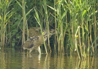 Filename=Roerdomp 0681.JPG
Filesize=293KB
Dimensions=900x639
Date added=Jul 22, 2014 Roerdomp 0681.JPG