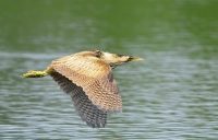 Filename=Roerdomp 1133 (2).JPG
Filesize=285KB
Dimensions=900x577
Date added=Sep 09, 2013 Roerdomp 1133 (2).JPG