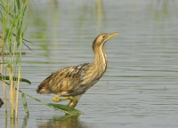 Filename=Roerdomp 4239.JPG
Filesize=270KB
Dimensions=900x651
Date added=Jul 28, 2014 Roerdomp 4239.JPG