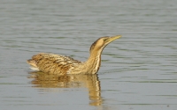 Filename=Roerdomp 4255.JPG
Filesize=254KB
Dimensions=900x563
Date added=Jul 28, 2014 Roerdomp 4255.JPG