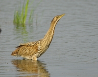 Filename=Roerdomp 4275.JPG
Filesize=258KB
Dimensions=900x716
Date added=Jul 28, 2014 Roerdomp 4275.JPG