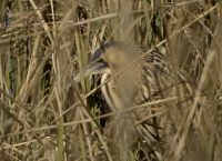 Filename=Roerdomp 5707 - kopie.JPG
Filesize=272KB
Dimensions=1100x801
Date added=Mar 03, 2015 Roerdomp 5707 - kopie.JPG