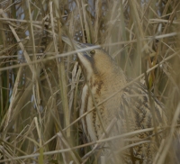 Filename=Roerdomp 5711 (2).JPG
Filesize=276KB
Dimensions=1100x1003
Date added=Mar 03, 2015 Roerdomp 5711 (2).JPG