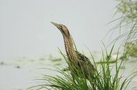 Filename=Roerdomp 6011.JPG
Filesize=263KB
Dimensions=1100x731
Date added=Jul 17, 2014 Roerdomp 6011.JPG