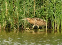 Filename=Roerdomp 6313 (2).JPG
Filesize=251KB
Dimensions=900x660
Date added=Jul 17, 2014 Roerdomp 6313 (2).JPG