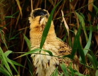 Filename=Roerdomp 8905 (2).JPG
Filesize=287KB
Dimensions=1100x847
Date added=Sep 23, 2015 Roerdomp 8905 (2).JPG