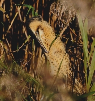 Filename=Roerdomp 9097.JPG
Filesize=242KB
Dimensions=850x900
Date added=Oct 02, 2015 Roerdomp 9097.JPG