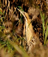 Filename=Roerdomp 9110.JPG
Filesize=291KB
Dimensions=853x1000
Date added=Oct 02, 2015 Roerdomp 9110.JPG