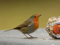 Filename=Roodborst 0504.JPG
Filesize=240KB
Dimensions=900x692
Date added=Feb 22, 2013 Roodborst 0504.JPG