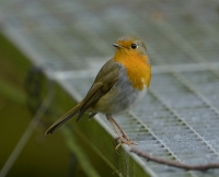 Filename=Roodborst 1399.JPG
Filesize=290KB
Dimensions=900x732
Date added=Oct 24, 2014 Roodborst 1399.JPG