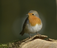 Filename=Roodborst 1686.JPG
Filesize=278KB
Dimensions=800x685
Date added=Nov 09, 2014 Roodborst 1686.JPG
