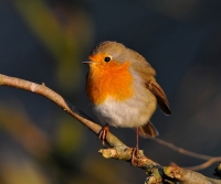 Filename=Roodborst 1893.JPG
Filesize=280KB
Dimensions=900x755
Date added=Dec 16, 2013 Roodborst 1893.JPG