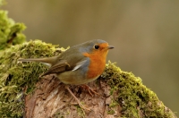 Filename=Roodborst 2096.JPG
Filesize=276KB
Dimensions=900x596
Date added=Dec 16, 2013 Roodborst 2096.JPG
