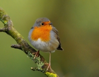 Filename=Roodborst 3480.JPG
Filesize=231KB
Dimensions=900x706
Date added=Jan 02, 2014 Roodborst 3480.JPG