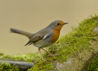 Filename=Roodborst 5980.JPG
Filesize=260KB
Dimensions=900x661
Date added=Feb 27, 2014 Roodborst 5980.JPG