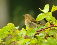 Filename=Roodborst.jpg
Filesize=135KB
Dimensions=700x560
Date added=Aug 28, 2011 Roodborst.jpg