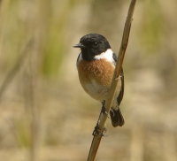 Filename=Roodborsttapuit 7614.JPG
Filesize=292KB
Dimensions=1100x1003
Date added=Apr 13, 2015 Roodborsttapuit 7614.JPG