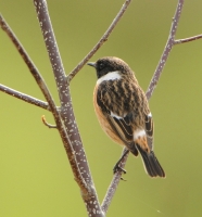 Filename=Roodborsttapuit 9476 - kopie.JPG
Filesize=289KB
Dimensions=840x900
Date added=Apr 03, 2015 Roodborsttapuit 9476 - kopie.JPG