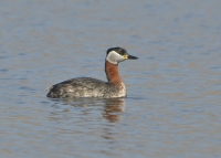 Filename=Roodhalsfuut 6142.JPG
Filesize=297KB
Dimensions=1100x791
Date added=Mar 13, 2015 Roodhalsfuut 6142.JPG