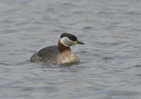 Filename=Roodhalsfuut 6280.JPG
Filesize=268KB
Dimensions=1100x770
Date added=Mar 13, 2015 Roodhalsfuut 6280.JPG
