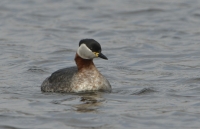 Filename=Roodhalsfuut 6289.JPG
Filesize=258KB
Dimensions=1100x710
Date added=Mar 13, 2015 Roodhalsfuut 6289.JPG
