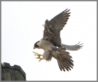 Filename=Slechtvalk 1269 (2).JPG
Filesize=249KB
Dimensions=924x774
Date added=May 06, 2015 Slechtvalk 1269 (2).JPG