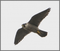 Filename=Slechtvalk 1373.JPG
Filesize=195KB
Dimensions=924x794
Date added=May 06, 2015 Slechtvalk 1373.JPG