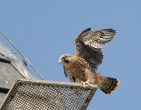 Filename=Slechtvalk 2558.JPG
Filesize=275KB
Dimensions=900x702
Date added=May 11, 2015 Slechtvalk 2558.JPG