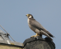 Filename=Slechtvalk 2649.JPG
Filesize=257KB
Dimensions=900x733
Date added=May 11, 2015 Slechtvalk 2649.JPG