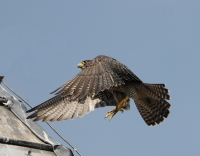Filename=Slechtvalk 2652.JPG
Filesize=255KB
Dimensions=900x702
Date added=May 11, 2015 Slechtvalk 2652.JPG
