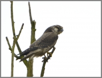Filename=Slechtvalk 4849.JPG
Filesize=248KB
Dimensions=920x706
Date added=Feb 09, 2015 Slechtvalk 4849.JPG