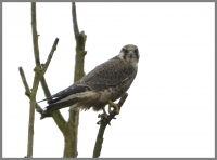 Filename=Slechtvalk 4859 (2).JPG
Filesize=220KB
Dimensions=920x684
Date added=Feb 09, 2015 Slechtvalk 4859 (2).JPG